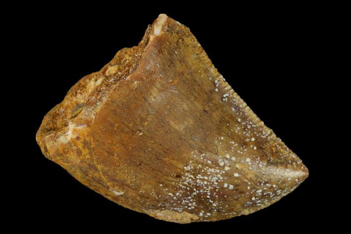 Serrated, Juvenile Carcharodontosaurus Tooth - Morocco #140667
